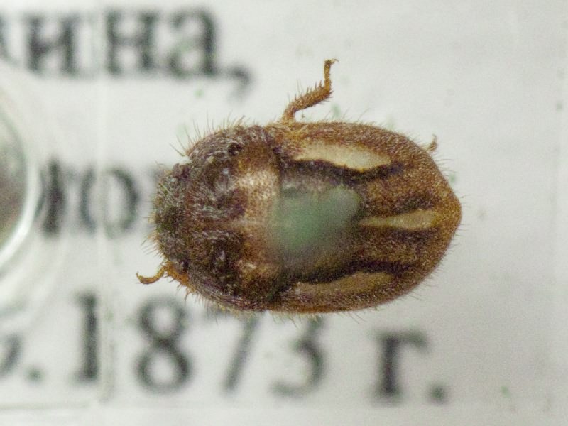 Odontoscelis (Odontoscelis) lineola Rambur, 1839